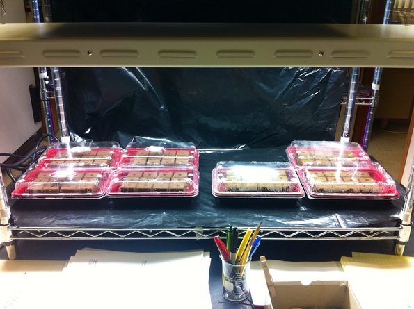 Oasis cubes in seed trays.