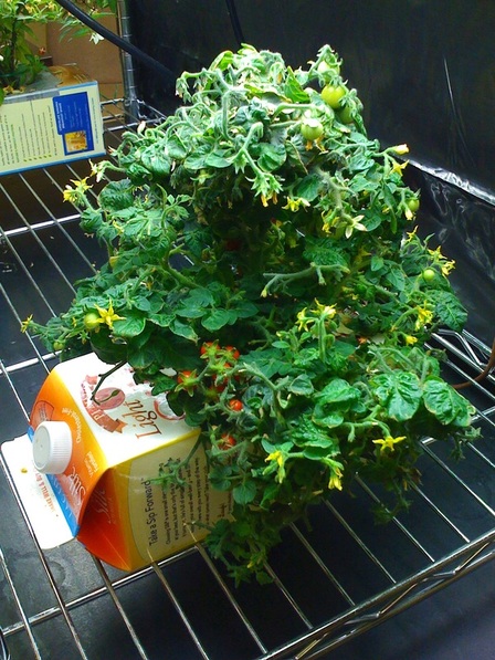 Tomato plant in milk carton.